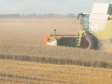 Wheat Harvesting with Combine Harvester on a Sunny Summer Dayの写真素材