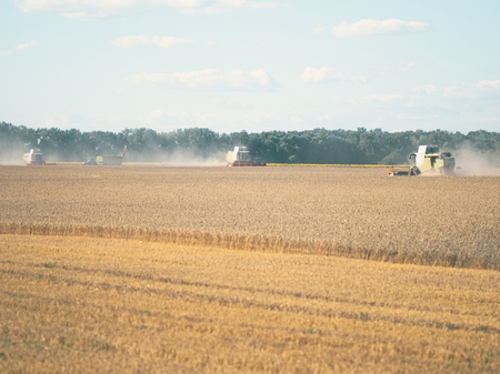 Wheat Harvesting with Combine Harvesters on a Sunny Summer Dayの写真素材