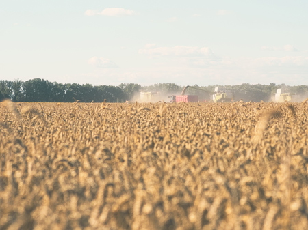 Wheat Harvesting with Combine Harvesters on a Sunny Summer Dayの写真素材