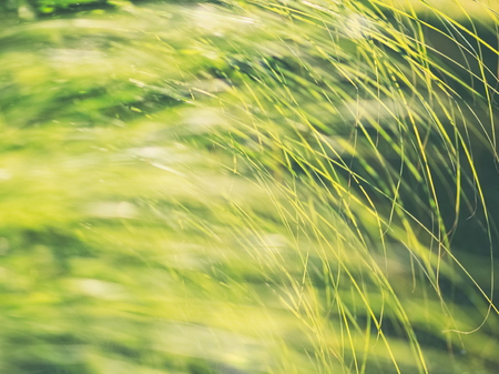 Vivid Green Backlit Garden Carex Closeup Backgroundの写真素材