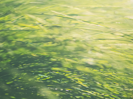 Vivid Green Backlit Garden Carex Closeup Backgroundの写真素材
