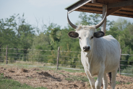 Hungarian Grey Cattle on the Farm on a Sunny Summer Dayの写真素材
