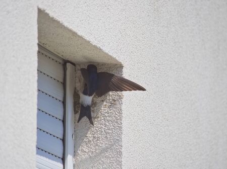 Barn Swallow Building Nest to the Corner of the Windowの写真素材
