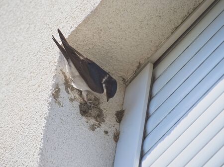 Barn Swallow Building Nest to the Corner of the Windowの写真素材