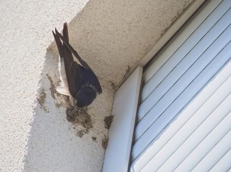 Barn Swallow Building Nest to the Corner of the Windowの写真素材