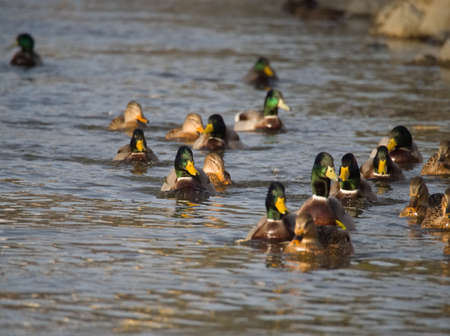 Group of Wild Ducks on the River at Sunsetの写真素材