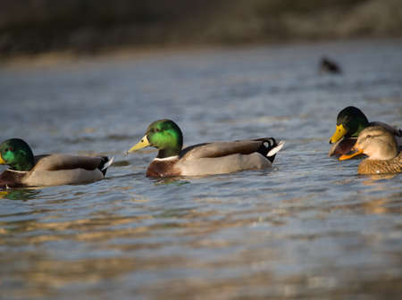 Group of Wild Ducks on the River at Sunsetの写真素材