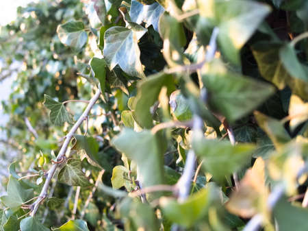 Green Lush Ivy Wall Side View Closeupの写真素材