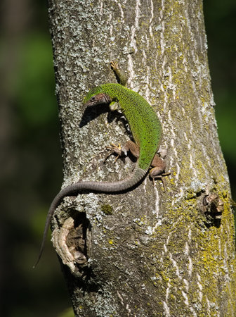 European Green Lizard Female on a Tree Trunkの写真素材