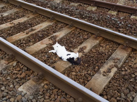 White Dead Cat on Railway Tracks Hit by Trainの写真素材