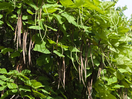 A closeup of a ripe Catalpa bignonioides bean in its natural summer environment, perched atop a lush green foliage branch.の写真素材