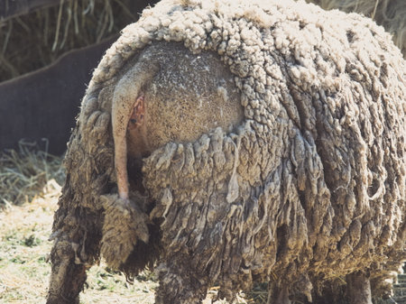 Dirty Rich Fur Sheep Rear Close-up Viewの写真素材