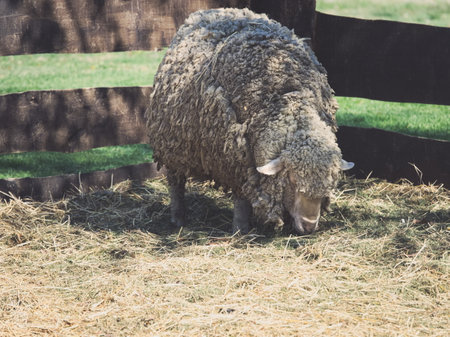 Rich Fur Sheep Eating in the Corralの写真素材