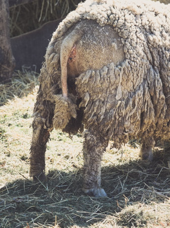 Dirty Rich Fur Sheep Rear Close-up Viewの写真素材