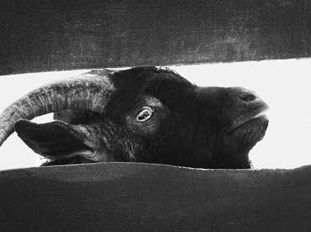 Black Goat Closeup Profile with Wooden Boardsの写真素材
