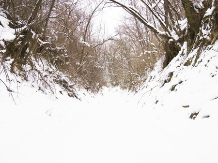 Winter forest in the snow. Winter landscape. Snow covered trees.の写真素材