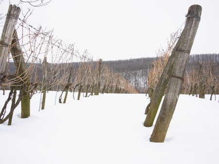 Rows of vineyards in winter, Hungary, Europe.の写真素材