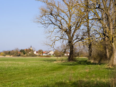 Country landscape with old trees and village in the springtimeの写真素材