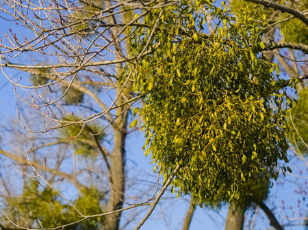 Mistletoe on a tree branch in the forest in winterの写真素材