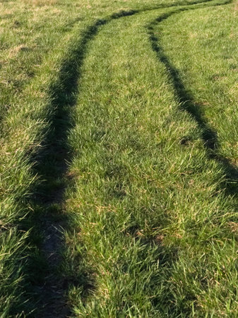 Tire tracks on green grass in a sunny meadow at sunsetの写真素材