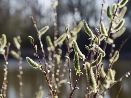 Willow twigs with buds in early spring. Shallow depth of fieldの写真素材