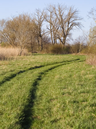 Country road through the field in early spring with trees in the backgroundの写真素材