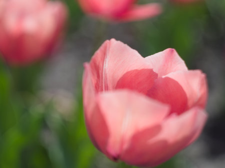 tulips. a bulbous spring-flowering plant of the lily family, with boldly colored cup-shaped flowers.の写真素材