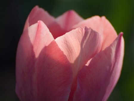 Pink tulip on a green background in the rays of the sunの写真素材