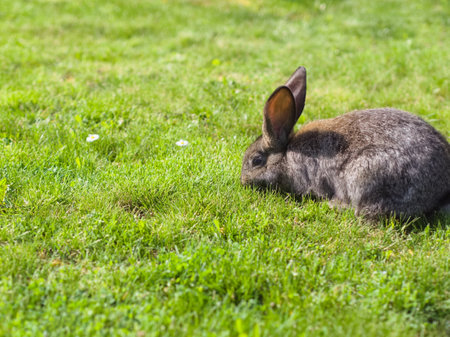 Gray Rabbit Eating Green Grass in the Gardenの写真素材