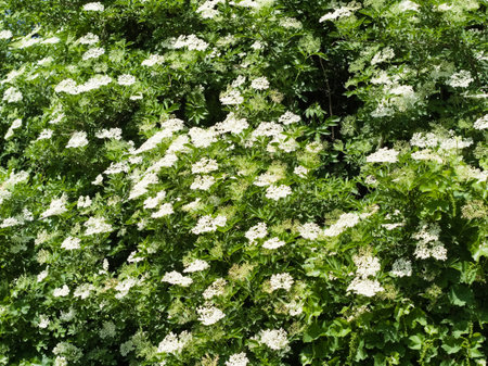 A lush green bush densely covered with numerous white elderflower blossoms, creating a vibrant display of natural beauty in spring or early summer.の写真素材