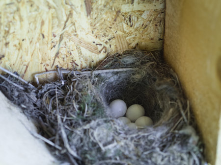 A close-up view of a carefully constructed bird's nest holding several small, white eggs, nestled within a wooden beam structure, awaiting hatching.の写真素材