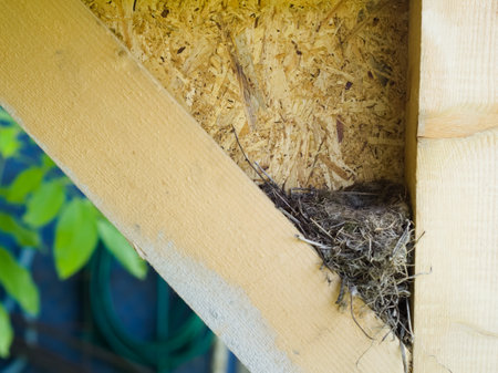 A small bird nest made of twigs and natural debris, nestled securely within a wooden beam structure, suggesting a potential home for birds in a sheltered spot.の写真素材