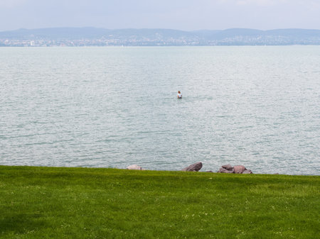 A serene summer view of Lake Balaton's calm, light blue waters with a lone person wading in the distance, framed by a vibrant green lawn and scattered rocks in the foreground under a hazy sky.の写真素材
