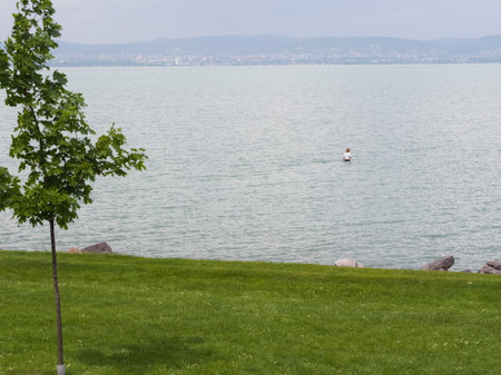 A serene summer scene depicting the calm, light blue waters of Lake Balaton with a lone person wading in the distance, framed by a vibrant green lawn and a young tree in the foreground under a hazy sky.の写真素材