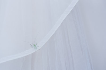A close-up shot captures a delicate light green katydid with its characteristic long antennae resting on the flowing, translucent white fabric of a wedding dress, creating a unique and unexpected natural detail.の写真素材