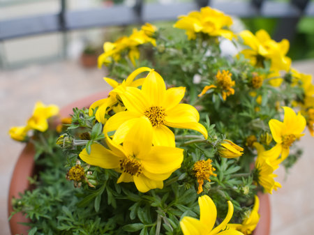 A close-up view captures a cluster of vibrant yellow flowers with prominent dark centers, growing in...