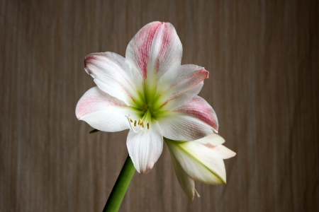 Red amaryllis on gray background (Hippeastrum), blooming, beautifulの写真素材