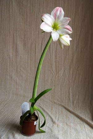 Red amaryllis on gray background (Hippeastrum), blooming, beautifulの写真素材