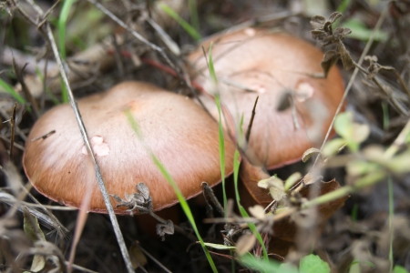 Three mushrooms in the moss, grass, closeup, in the forestの写真素材