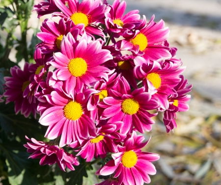 Bouquet of beautiful red flowersの写真素材