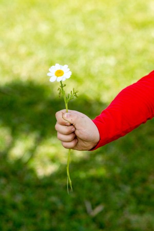A child holding a daisy in his hand. Against the background of green grass.の写真素材