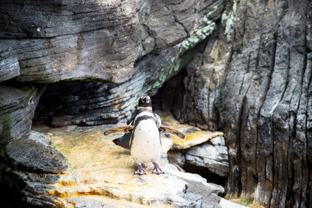 Oceanarium of Lisbon, aquarium large collection of marine species. Portugal Europeの写真素材