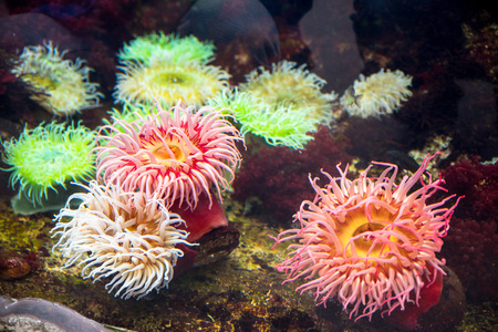 Oceanarium of Lisbon, aquarium large collection of marine species. Portugal Europeの写真素材