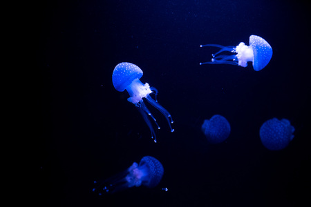 Oceanarium of Lisbon, aquarium large collection of marine species. Portugal Europeの写真素材