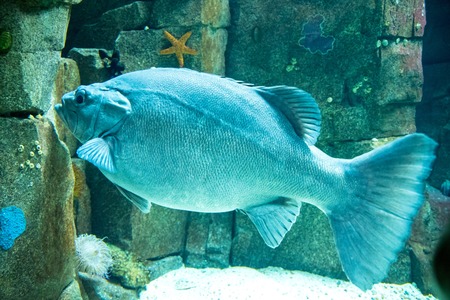 Oceanarium of Lisbon, aquarium large collection of marine species. Portugal Europe