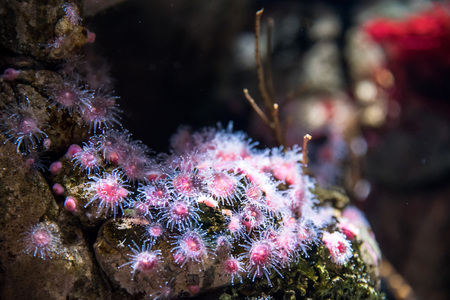 Oceanarium of Lisbon, aquarium large collection of marine species. Portugal Europeの写真素材