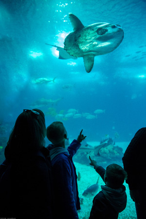 Boy gets acquainted with an ocean dweller fish moon in the Oceanarium.