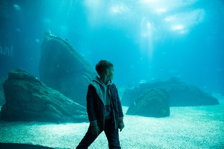 Boy gets acquainted with an ocean dweller shark in the Oceanariumの写真素材