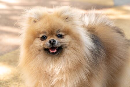 Portrait of a little fluffy Pomeranian puppy smiling.の写真素材