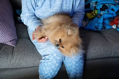 Pomeranian spitz puppy. Small beige pomeranuan puppy in arms of female owner. Pomeranian spitz puppyの写真素材